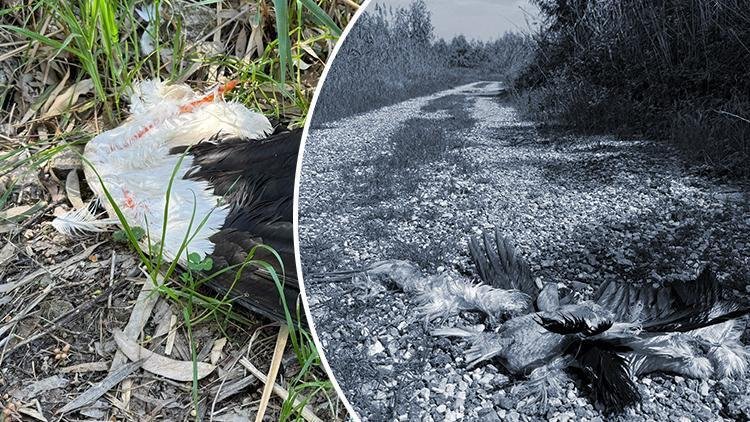 Hatay’da tepki çeken olay! Göç yolundaki leylekleri silahla vurdular