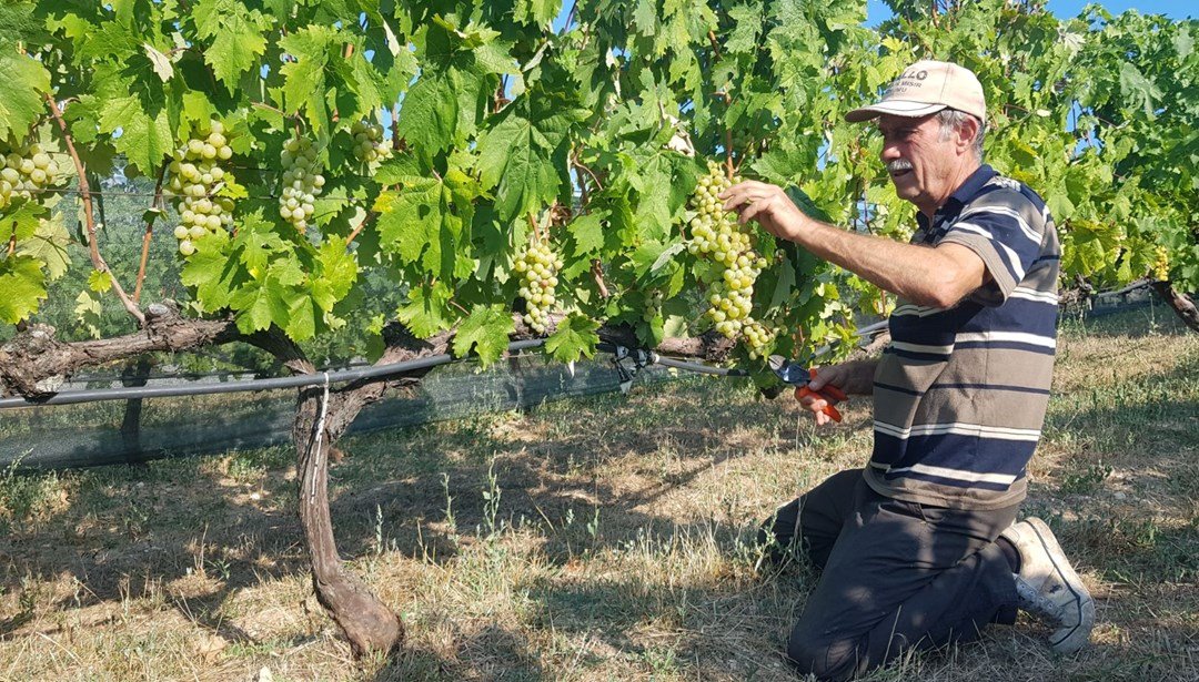 Herkes ona “pembeçavuş” diyor! Hasat erken başladı: Damar sağlığını iyileştiriyor, erken yaşlanmayı önlüyor