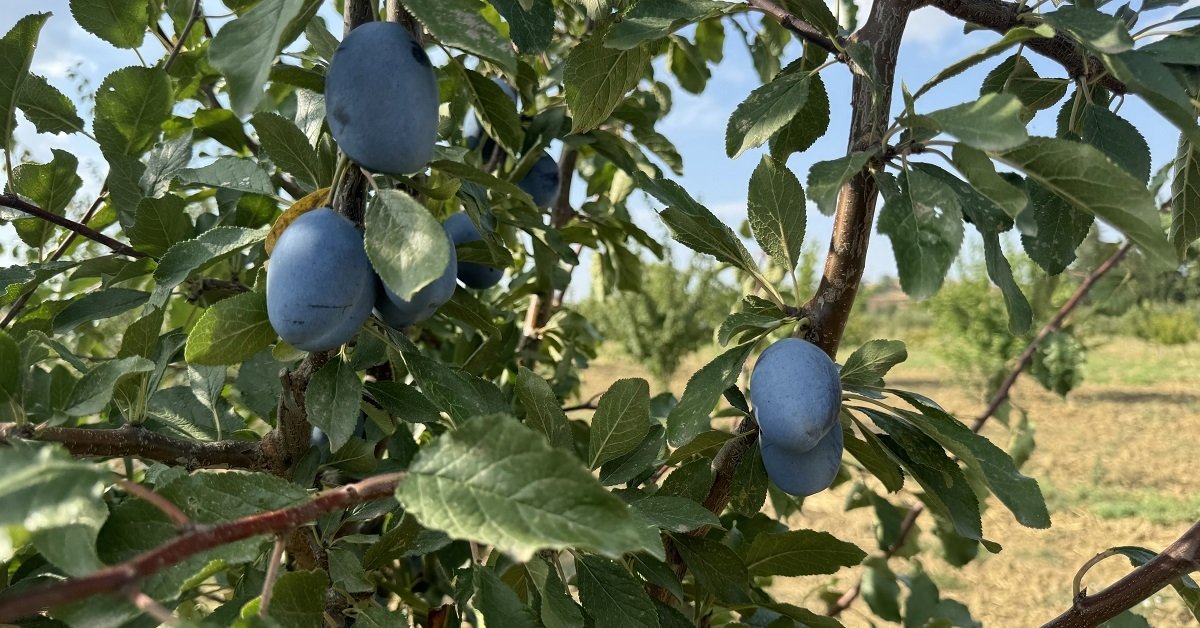 İklim değişikliği meyveleri de vurdu: Tadı da rengi de kalmadı