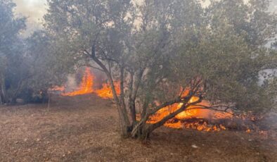 Antalya’da çıkan yangında zeytin ağaçları zarar gördü – Güncel haberler