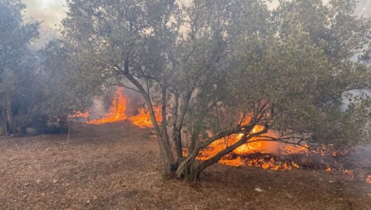 Antalya’da çıkan yangında zeytin ağaçları zarar gördü – Güncel haberler