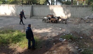 Hatay'da havuza düşen 14 keçi çıkarıldı – Güncel haberler